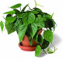 Sweetheart Plant